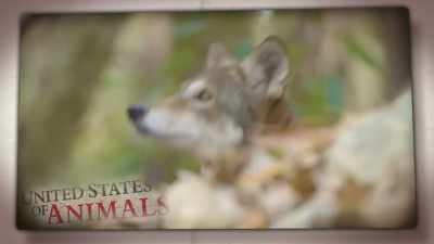 NARRATOR: Forget everything
you thought you knew - United States of Animals