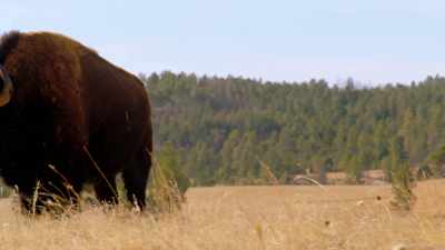 NARRATOR: Fully grown, - The American Buffalo