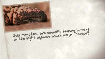 NARRATOR:
Gila monsters are actually helping humans - United States of Animals