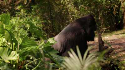 NARRATOR: Gino will be back
to his old self in no time, - Magic of Disney's Animal Kingdom