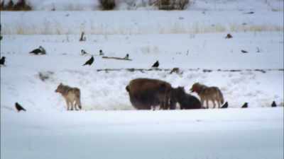 NARRATOR:
Gray wolves can bring down massive prey - United States of Animals