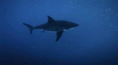 NARRATOR: Great whites live much
longer than previously thought. - Shark Attack Files