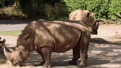 NARRATOR: Growing their numbers
in the wild is important - Magic of Disney's Animal Kingdom