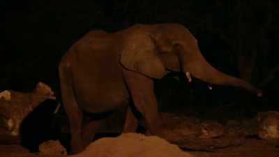 NARRATOR: Herd boss Mac
ventures out first. - Magic of Disney's Animal Kingdom