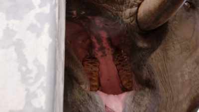 NARRATOR: He's found something unusual
inside the big guy's mouth. - Magic of Disney's Animal Kingdom