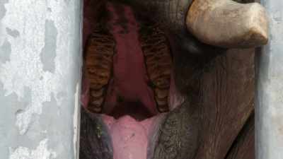 NARRATOR: Hopefully,
this patient isn't too hungry. - Magic of Disney's Animal Kingdom