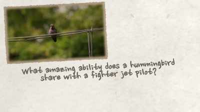 NARRATOR: Hummingbirds
and fighter jet pilots - United States of Animals