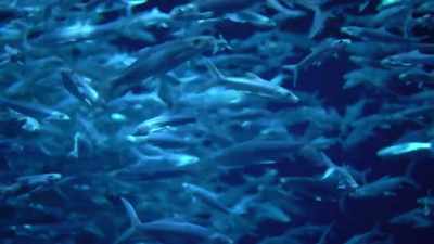 [narrator]
Iceland's relationship
with this humble fish - Mysteries of the Abandoned