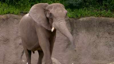 NARRATOR: If Mac does become a dad,
for the fourth time, - Magic of Disney's Animal Kingdom