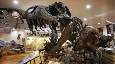 Narrator: IF THIS IS A COMPLETE
THEROPOD SKELETON, - Dino Hunters