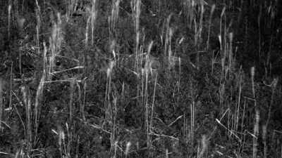 Narrator: In 1890,
a summer drought killed - The American Buffalo