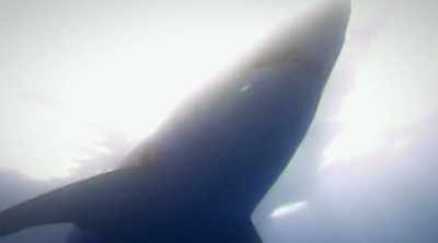 NARRATOR: In attack mode,
white sharks can swim - Shark Attack Files