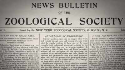 Narrator: In early 1896,
he received an invitation - The American Buffalo