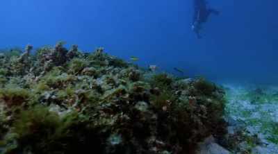 NARRATOR: In order to see
a nurse shark walking, - Shark Attack Files