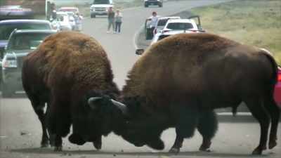 NARRATOR:
In other words, no buffalo selfies. - United States of Animals