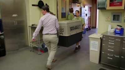NARRATOR:
In the veterinary treatment room... - Magic of Disney's Animal Kingdom