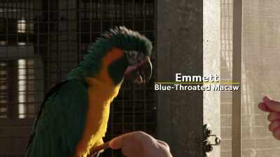 NARRATOR:
Independently minded Emmett tries next. - Magic of Disney's Animal Kingdom