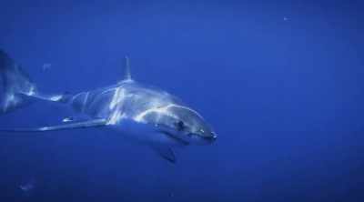 NARRATOR: Investigators
believe this incredible power - Shark Attack Files