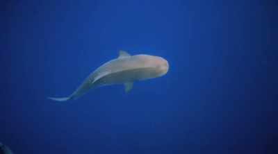 NARRATOR: It could be an anomaly - Shark Attack Files