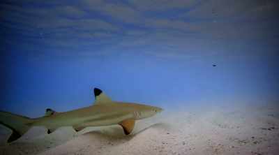 NARRATOR: It could be that Thornton's
quick defensive actions saved his life. - Shark Attack Files