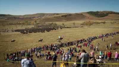 NARRATOR: It happens every year
at Custer State Park - United States of Animals