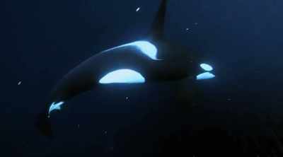NARRATOR: It makes sense that a
shark would be afraid of an orca. - Shark Attack Files