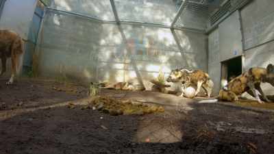 NARRATOR: It might look gross,
but one animal's poop - Magic of Disney's Animal Kingdom