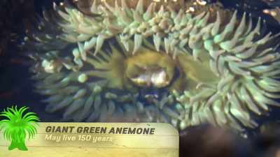NARRATOR: It's a giant green anemone,
silent but violent. - United States of Animals