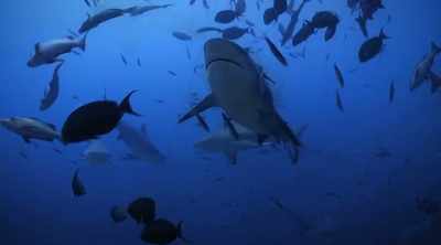 NARRATOR: It's a startling idea - Shark Attack Files