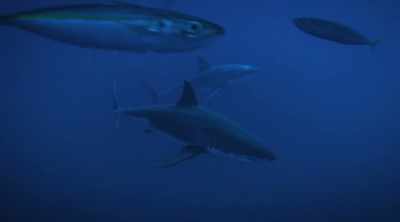 NARRATOR: It's confirmed
great whites are capable - Shark Attack Files
