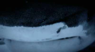 NARRATOR: It's enough to prove
that, in the right hands, - Shark Attack Files