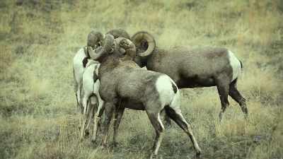 NARRATOR: It's like a ram rugby scrum
as they drop into a low stretch, - United States of Animals