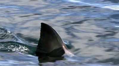 NARRATOR: It's the
stuff of nightmares, - Shark Attack Files
