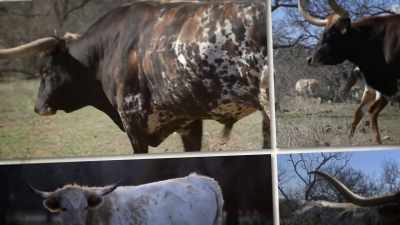 NARRATOR: Just to clarify,
a bull is a fully intact male, - United States of Animals