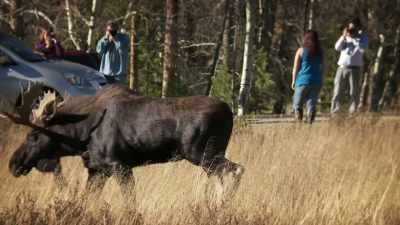 NARRATOR: Just remember,
the moose are wild and demand respect. - United States of Animals