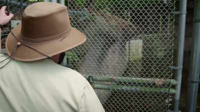 NARRATOR: Keeper, Marcus, knows him well. - Magic of Disney's Animal Kingdom