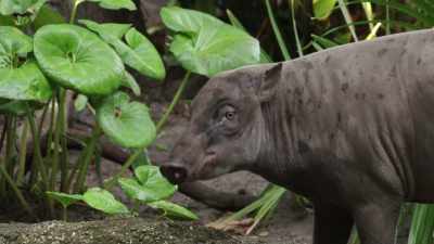 NARRATOR:
...keepers plan a surprise blind date. - Magic of Disney's Animal Kingdom