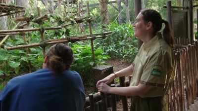 NARRATOR: Keepers, Wendy and KO,
await Douglas' first public appearance. - Magic of Disney's Animal Kingdom
