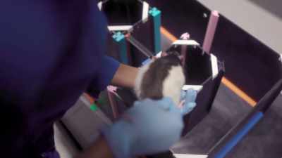 [narrator] Lab rats seem to dream - The Mind, Explained
