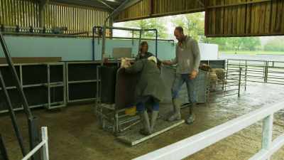 [narrator]
Les is going to help get
the sheep into the holder, - Tractor Ted