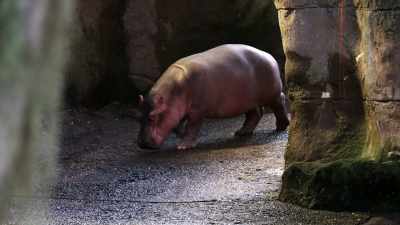 NARRATOR: Little Gus comes out first. - Magic of Disney's Animal Kingdom