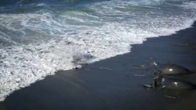NARRATOR: Make sure you get
to Piedras Blancas. - United States of Animals