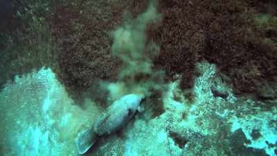 NARRATOR: Manatees spend
so much time grazing, - United States of Animals
