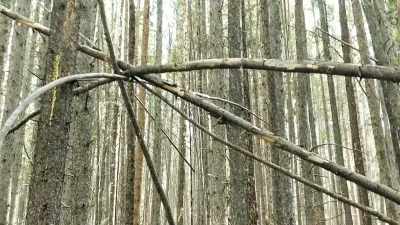 [narrator]  Many Sasquatch
 researchers believe that
 tree structures - Expedition Bigfoot