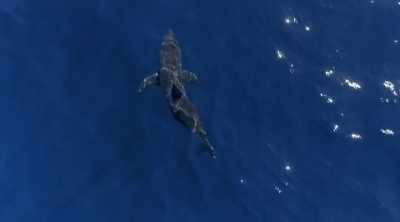 NARRATOR: Many sharks
will come in for bait, - Shark Attack Files