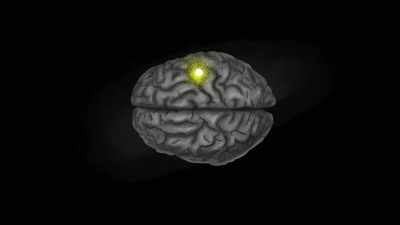 [narrator] Many species' brains,
including ours, - Explained
