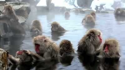 [narrator]
 Many species of primate - Expedition Bigfoot