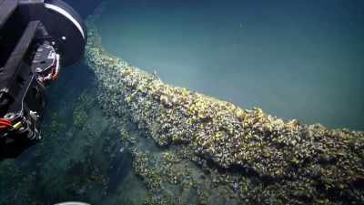 Narrator: MARINE CREATURES
ARE LITERALLY DROWNING - Strange Evidence