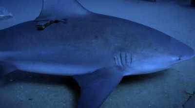 NARRATOR: Melissa believes
the attack was a shark doing - Shark Attack Files