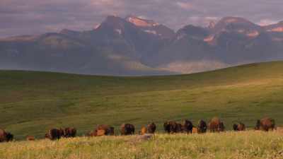 Narrator: Michel Pablo
was now in charge of - The American Buffalo